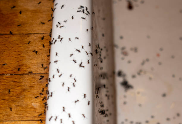 Best Rodent Control Near Me  in Hillsboro, ND