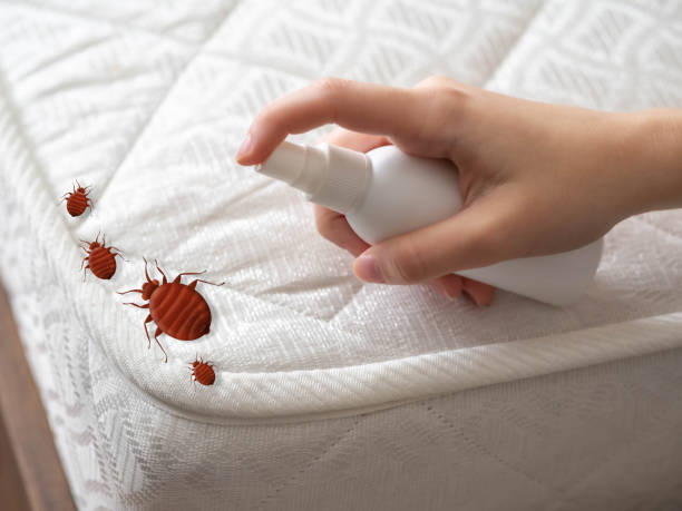 Best Mosquito Control Services  in Hillsboro, ND