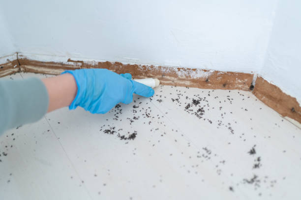 Best Wasp Removal Services  in Hillsboro, ND